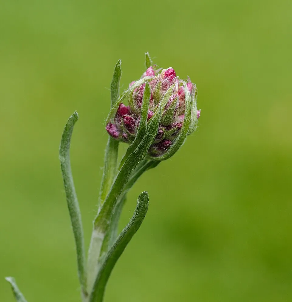 Parlagi macskatalp / Antennaria dioica 'Alex Duguid'