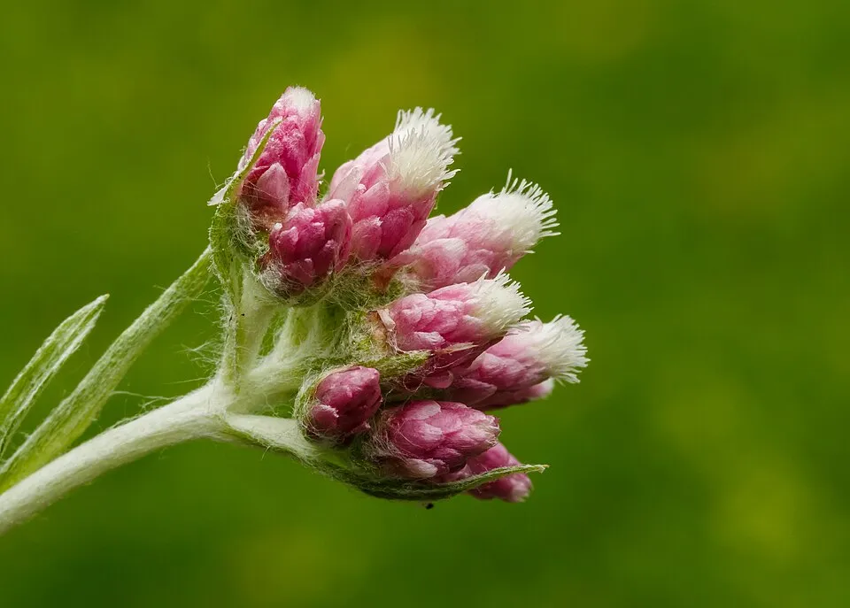 Parlagi macskatalp / Antennaria dioica 'Alex Duguid'
