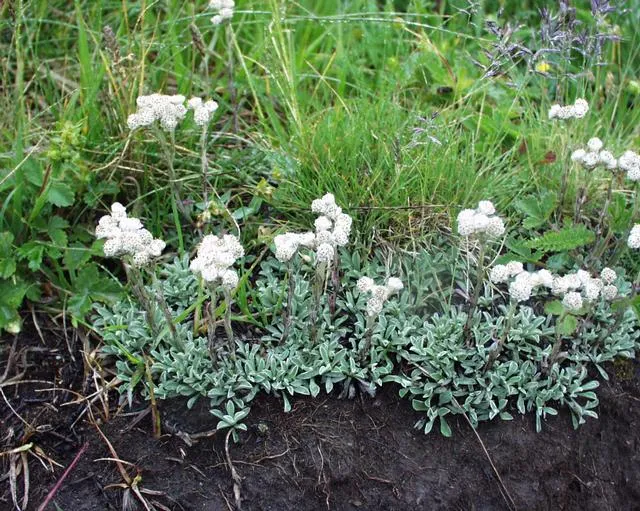 Parlagi macskatalp / Antennaria dioica 'Alex Duguid'