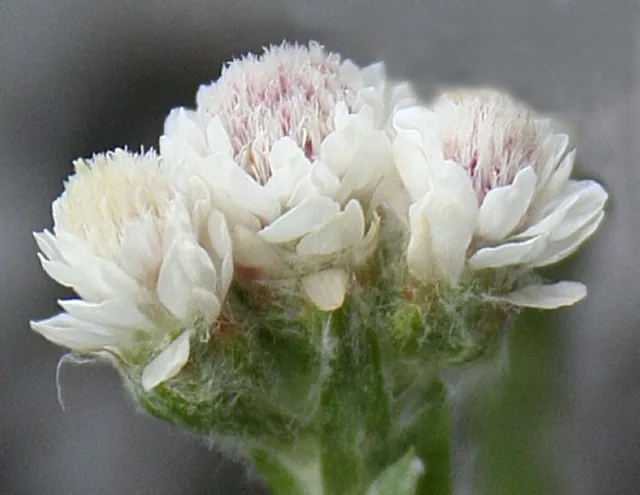 Parlagi macskatalp / Antennaria dioica 'Alex Duguid'