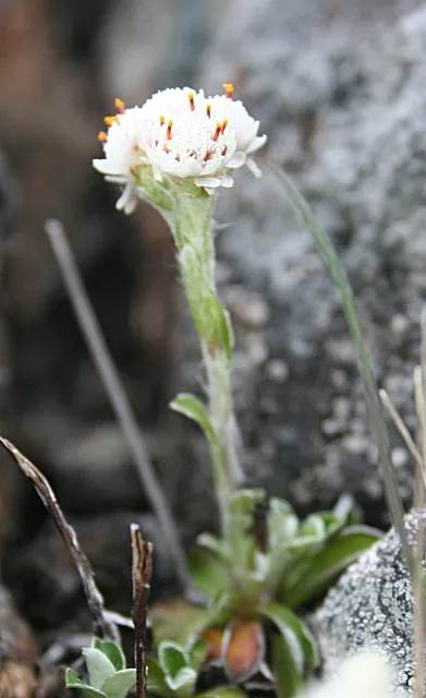 Parlagi macskatalp / Antennaria dioica 'Alex Duguid'