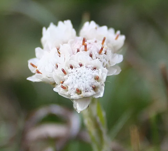 Parlagi macskatalp / Antennaria dioica 'Alex Duguid'