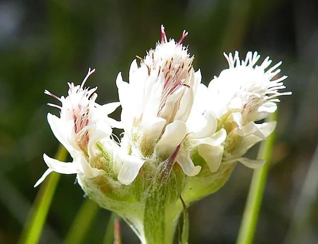 Parlagi macskatalp / Antennaria dioica 'Alex Duguid'