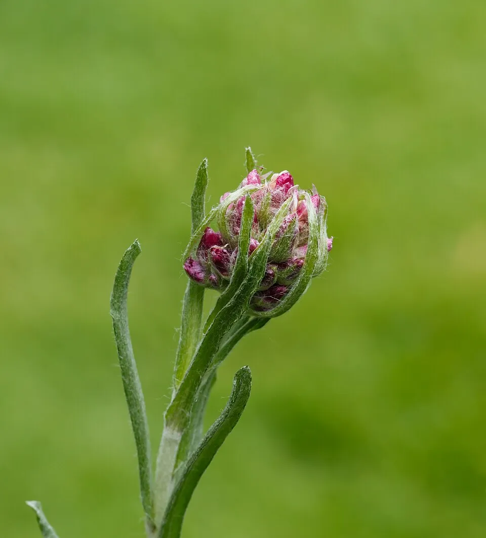 Parlagi macskatalp / Antennaria dioica 'Alex Duguid'