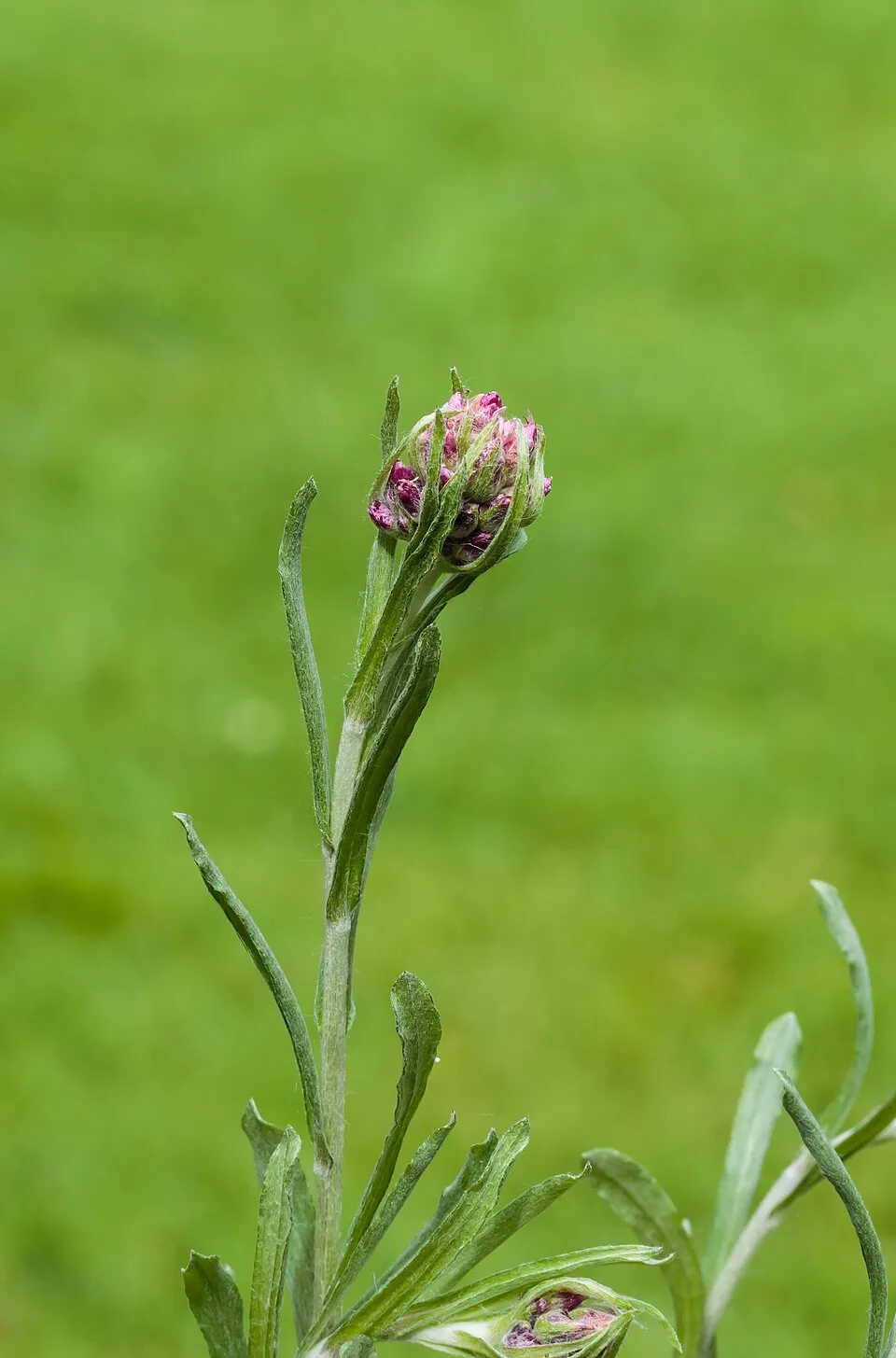 Parlagi macskatalp / Antennaria dioica 'Alex Duguid'