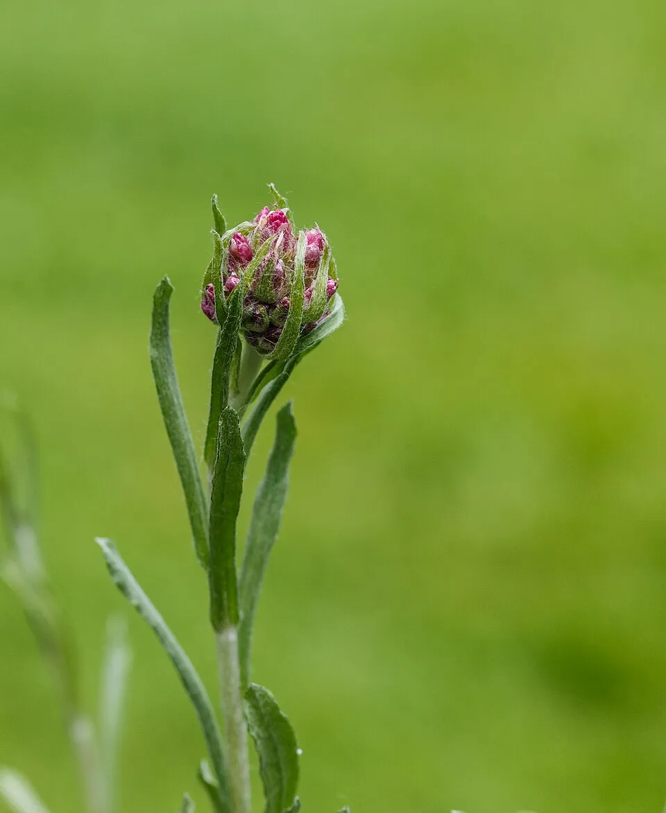 Parlagi macskatalp / Antennaria dioica 'Alex Duguid'