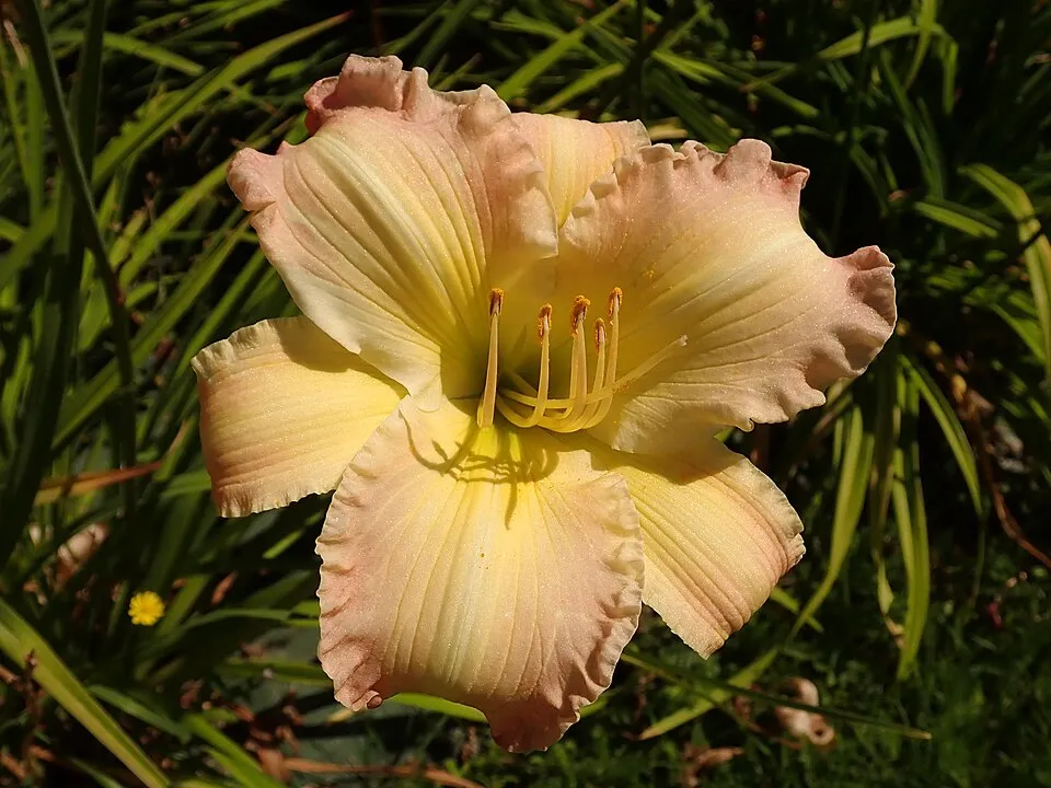 Sásliliom / Hemerocallis 'Big Blue'