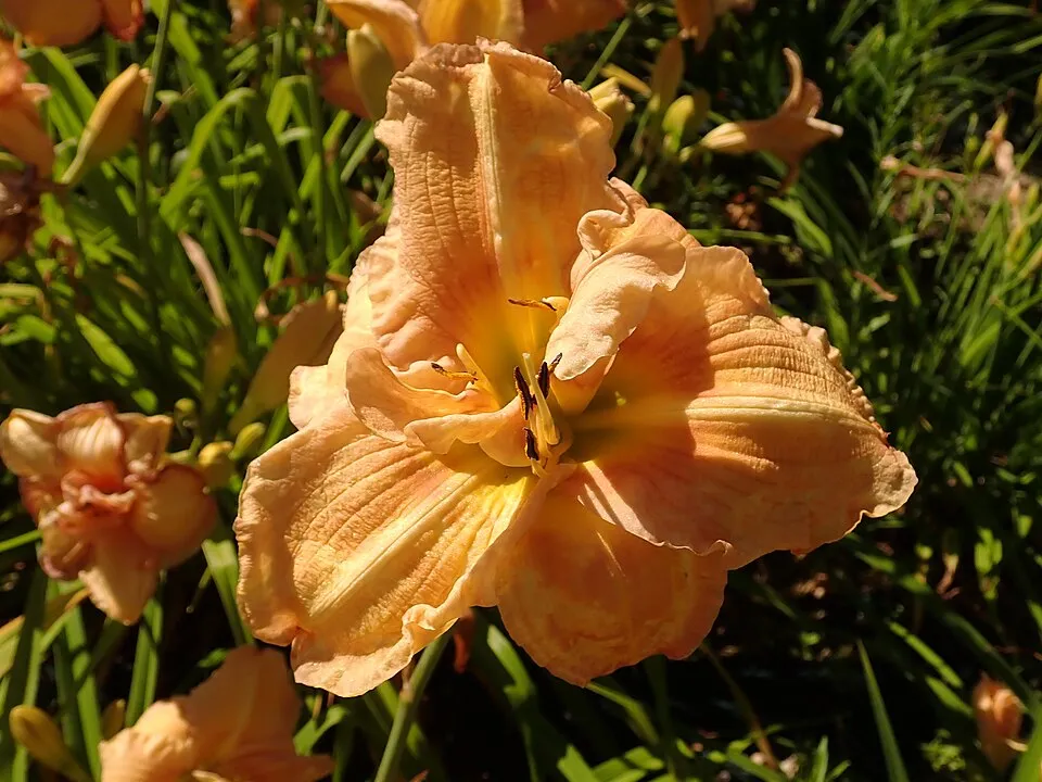 Sásliliom / Hemerocallis 'Big Blue'