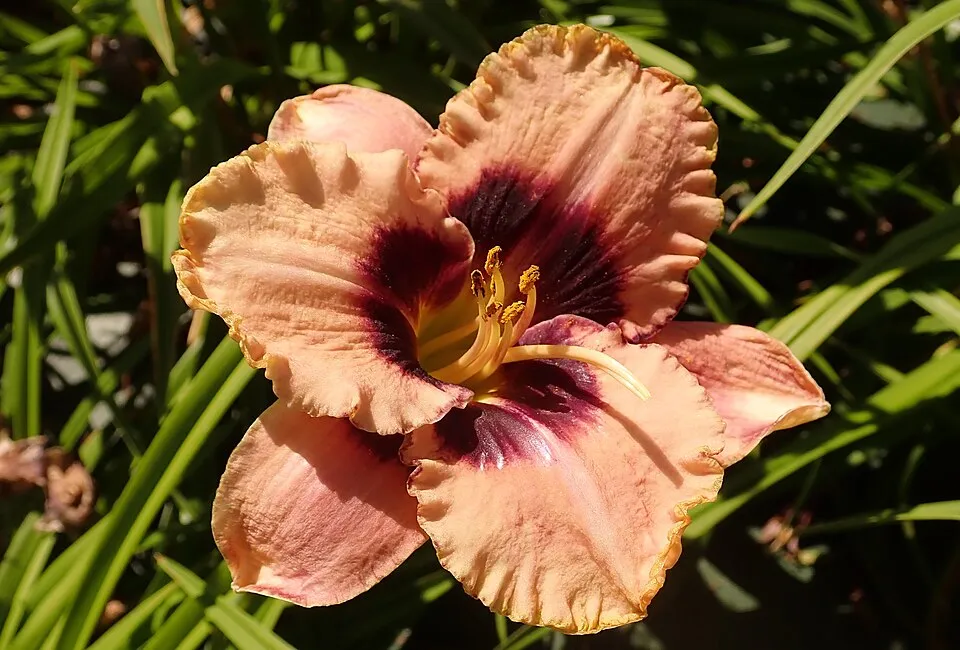 Sásliliom / Hemerocallis 'Big Blue'