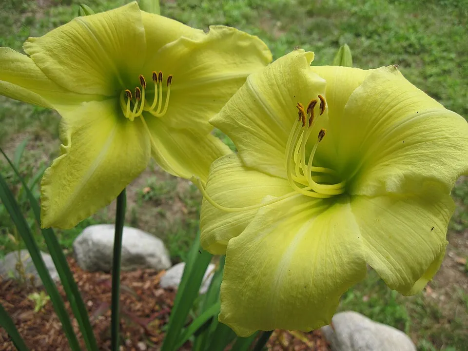Sásliliom / Hemerocallis 'Big Blue'