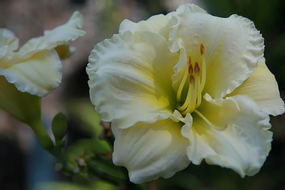 Sásliliom / Hemerocallis 'Big Blue'
