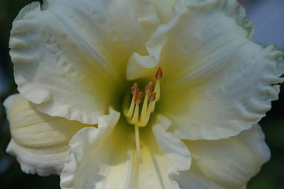 Sásliliom / Hemerocallis 'Big Blue'