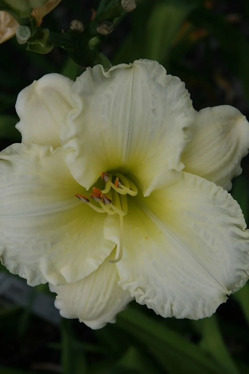 Sásliliom / Hemerocallis 'Big Blue'