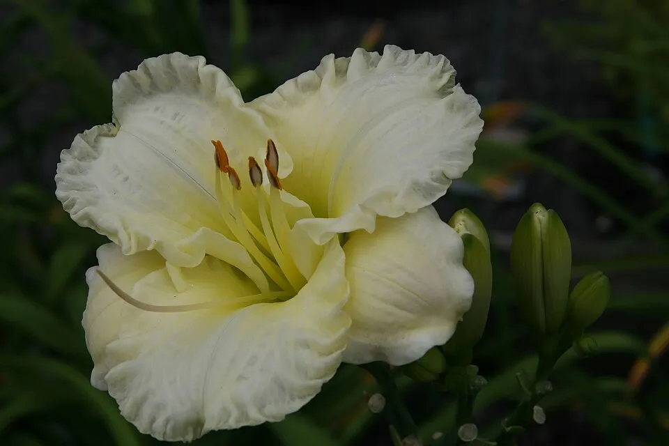 Sásliliom / Hemerocallis 'Big Blue'