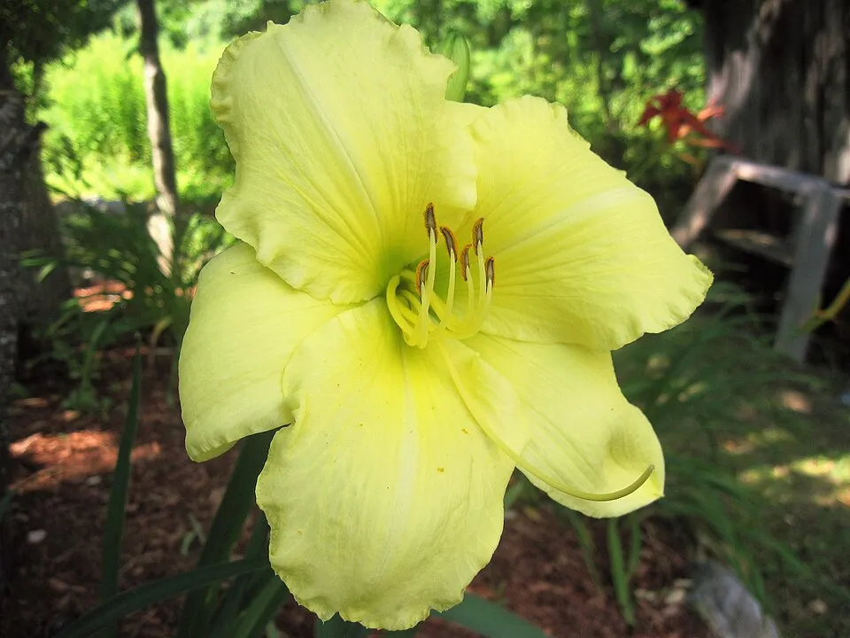 Sásliliom / Hemerocallis 'Big Blue'