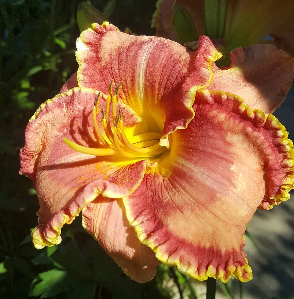 Sásliliom / Hemerocallis 'Big Blue'