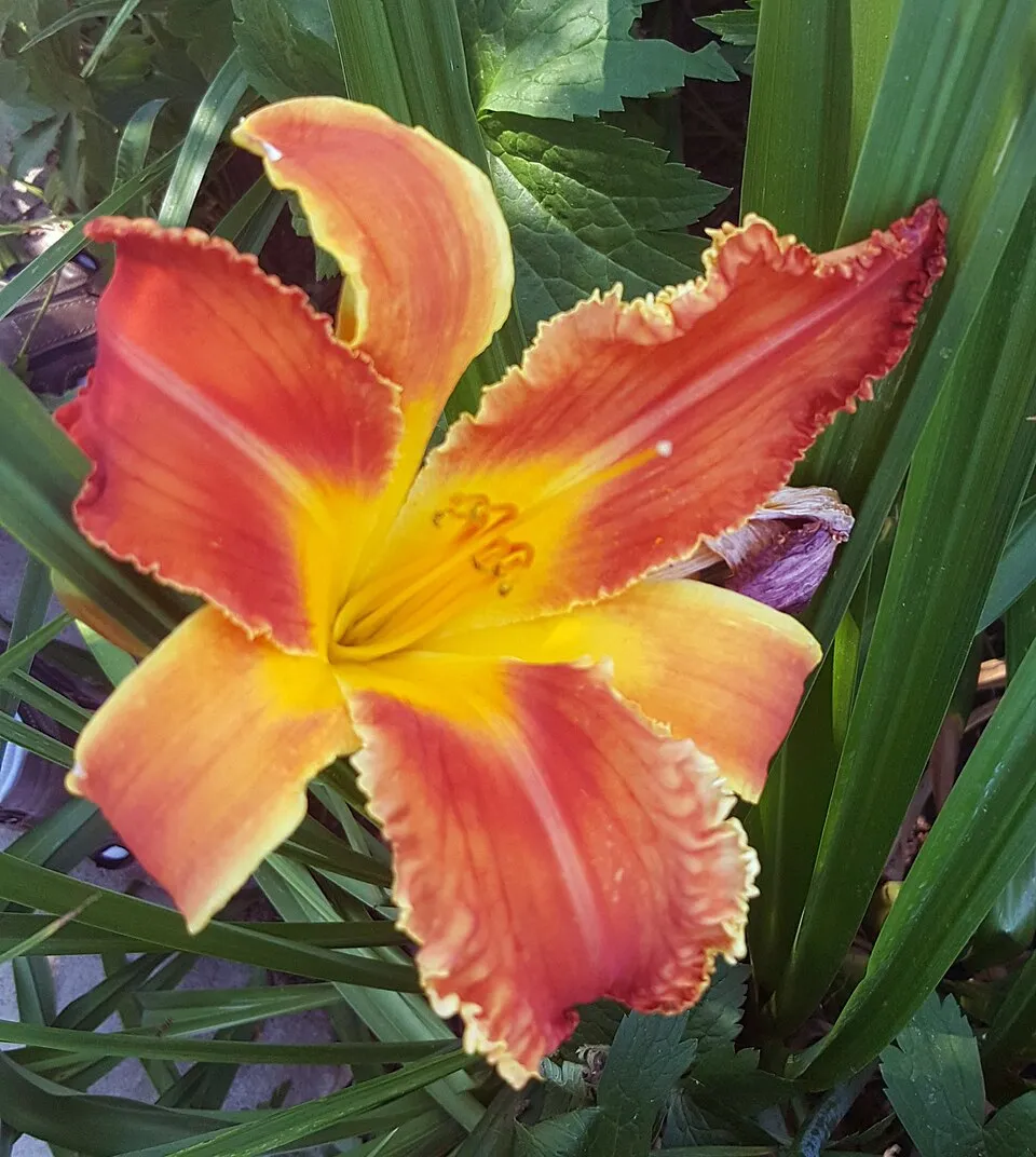 Sásliliom / Hemerocallis 'Big Blue'