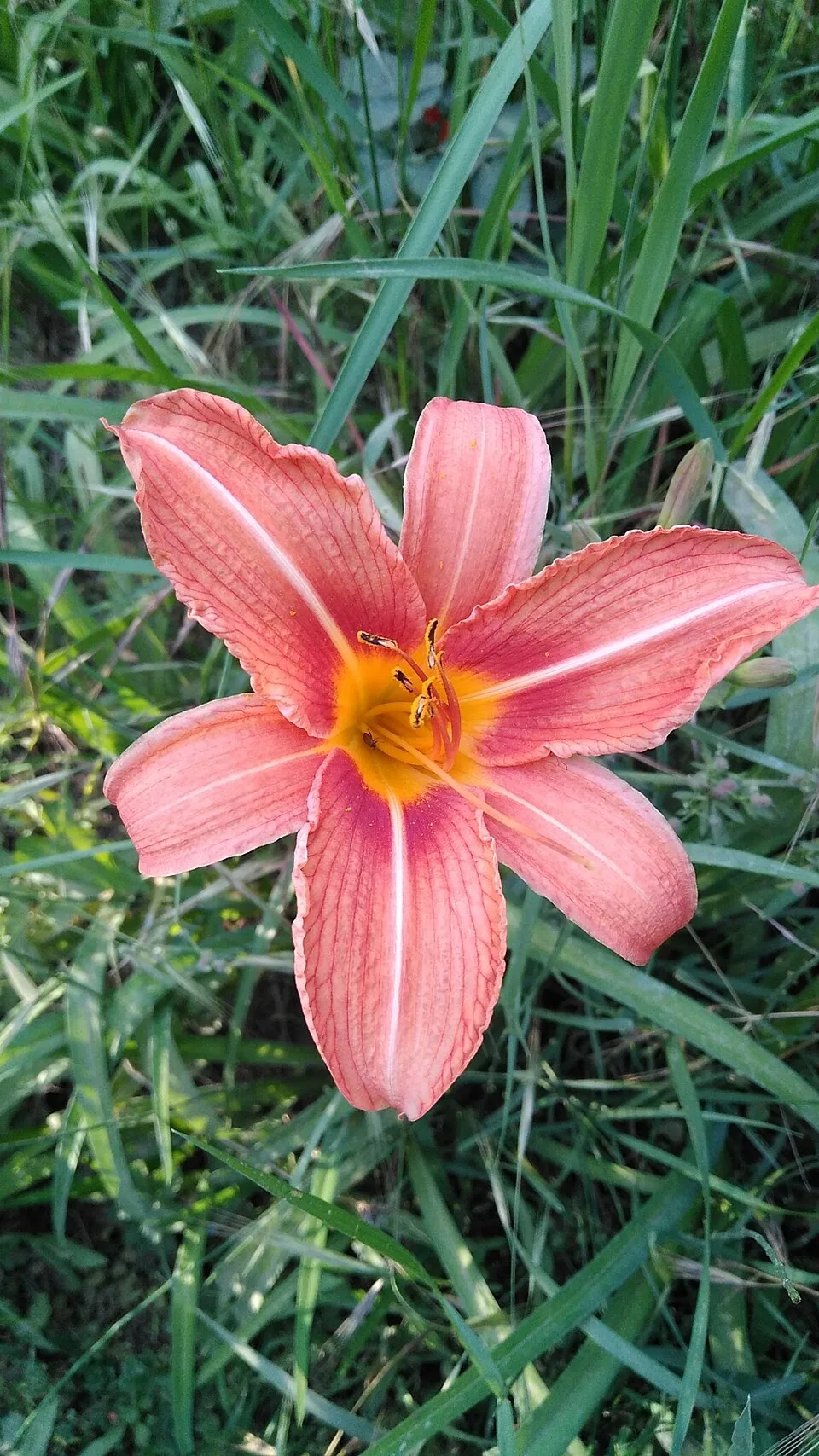 Sásliliom / Hemerocallis 'Cara Mia'