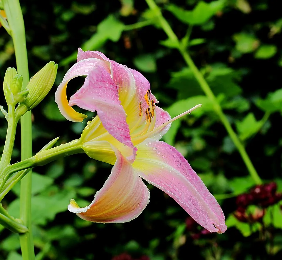 Sásliliom / Hemerocallis 'Catherine Woodbury'