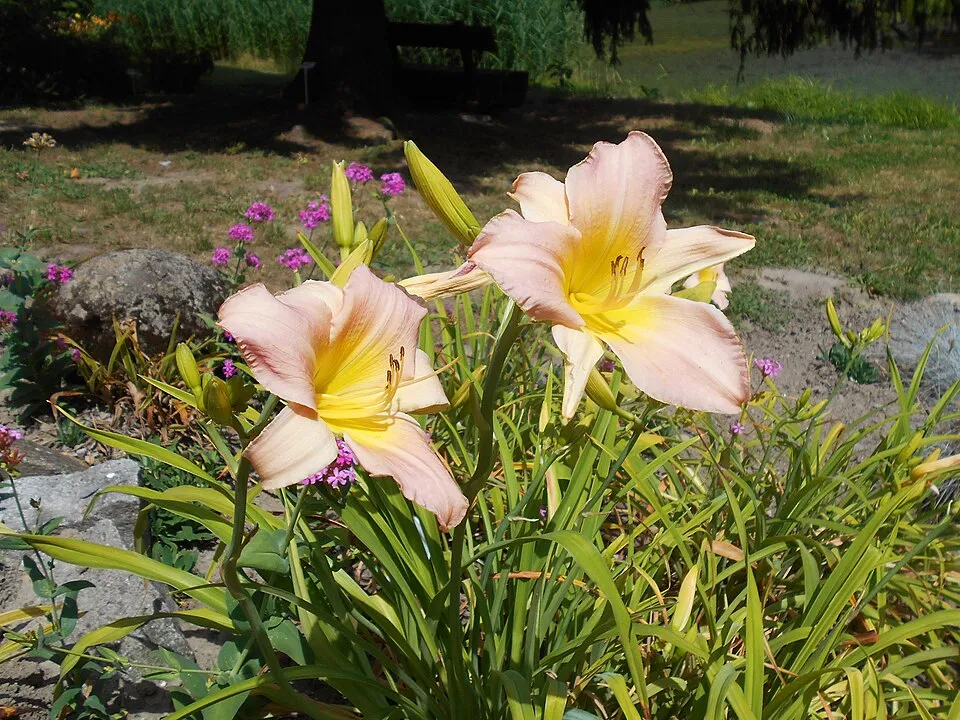 Sásliliom / Hemerocallis 'Catherine Woodbury'