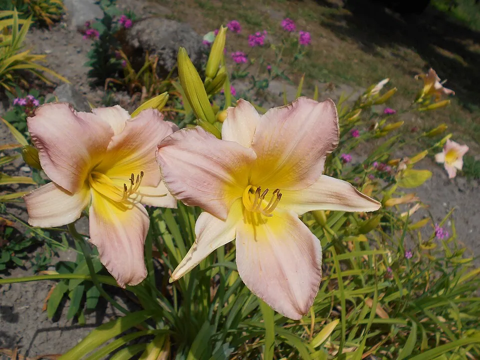 Sásliliom / Hemerocallis 'Catherine Woodbury'
