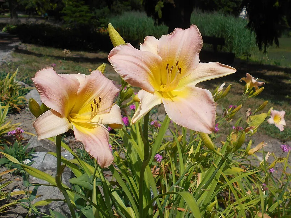 Sásliliom / Hemerocallis 'Catherine Woodbury'