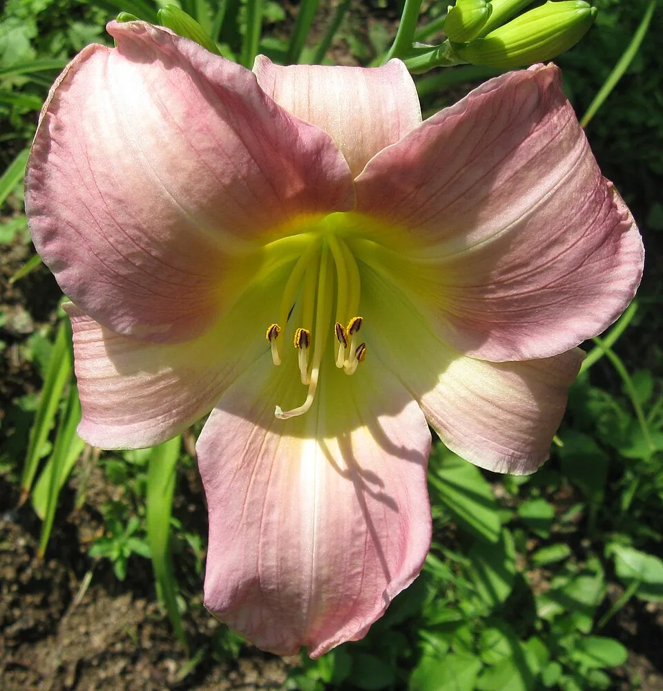 Sásliliom / Hemerocallis 'Catherine Woodbury'