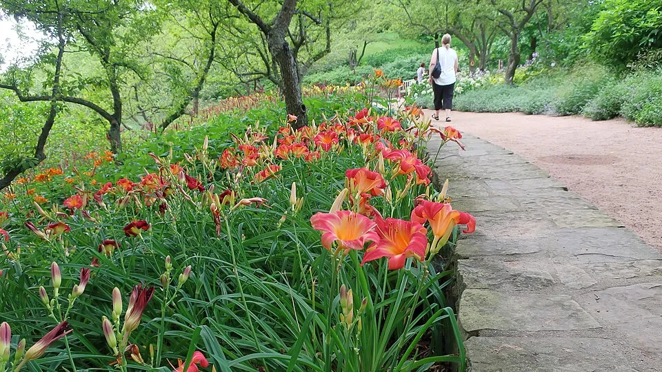 Sásliliom / Hemerocallis 'Cherry Cheeks'