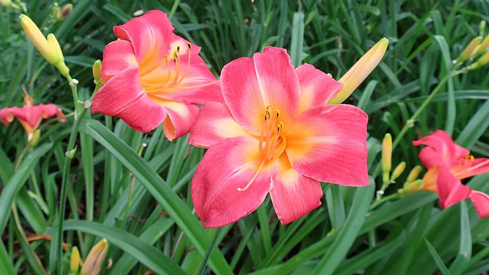 Sásliliom / Hemerocallis 'Cherry Cheeks'