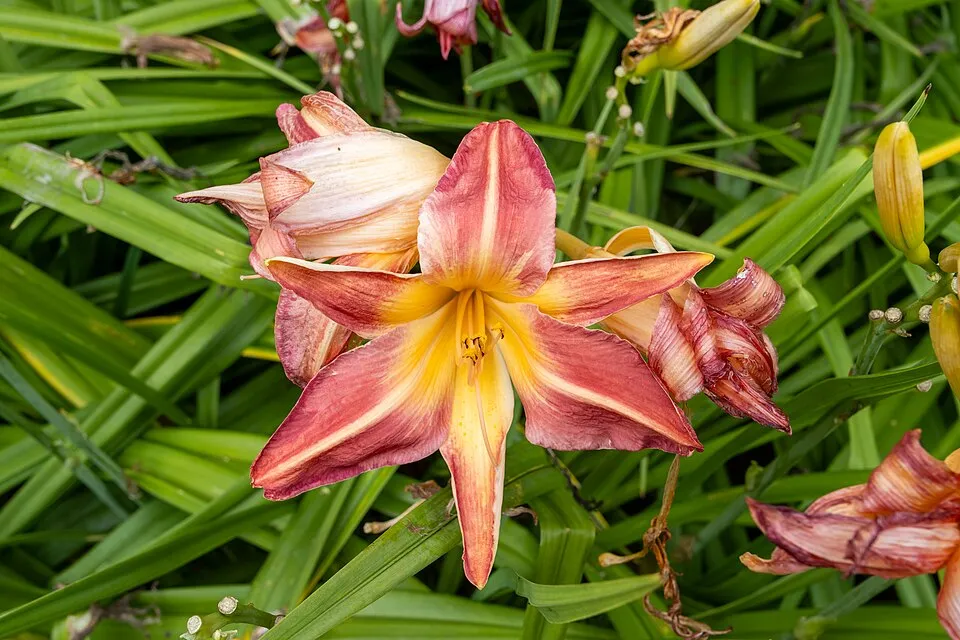 Sásliliom / Hemerocallis 'Cherry Cheeks'