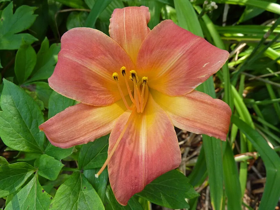Sásliliom / Hemerocallis 'Cherry Cheeks'