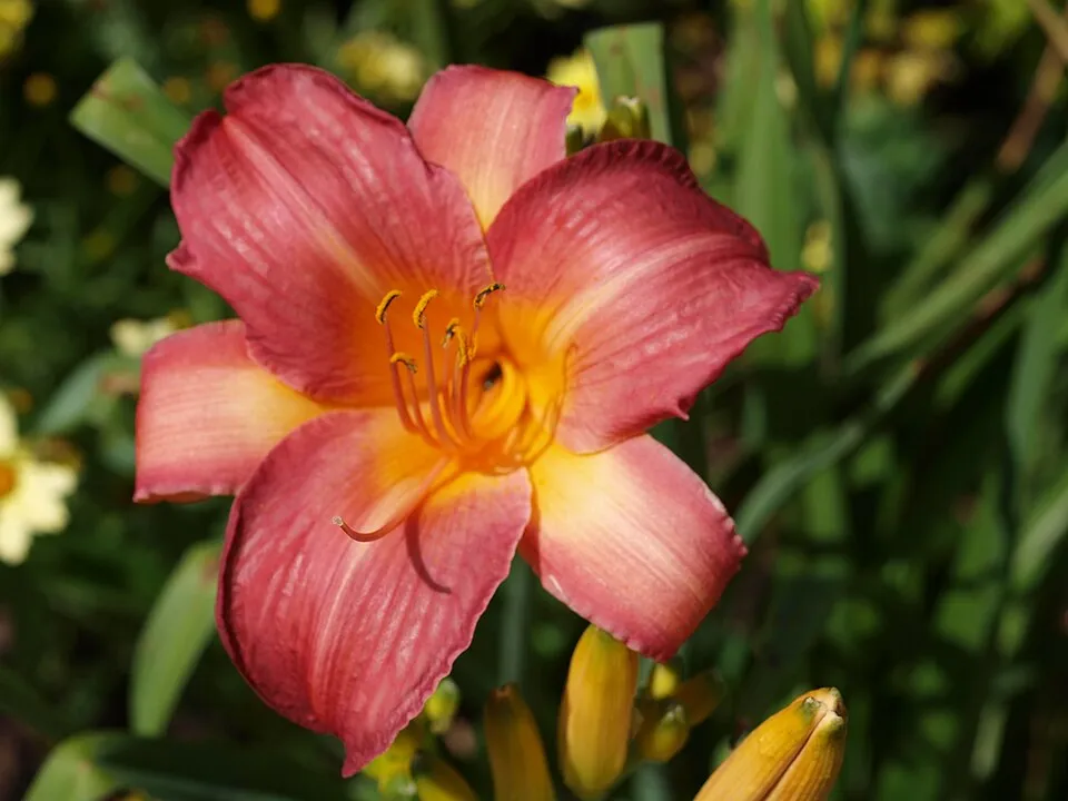 Sásliliom / Hemerocallis 'Cherry Cheeks'