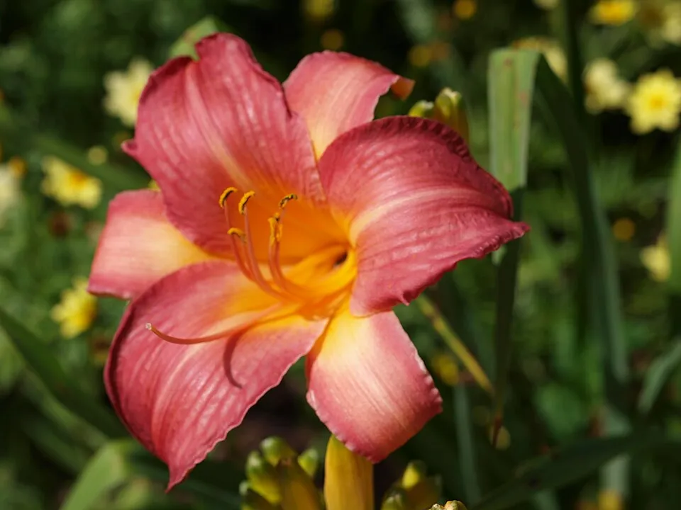 Sásliliom / Hemerocallis 'Cherry Cheeks'