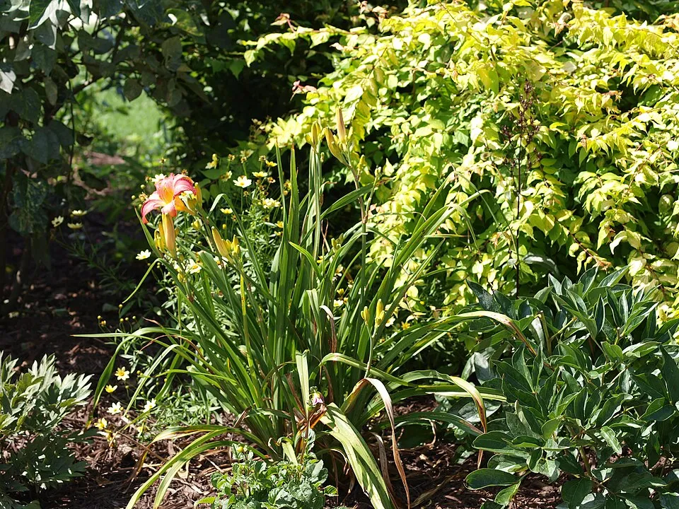 Sásliliom / Hemerocallis 'Cherry Cheeks'