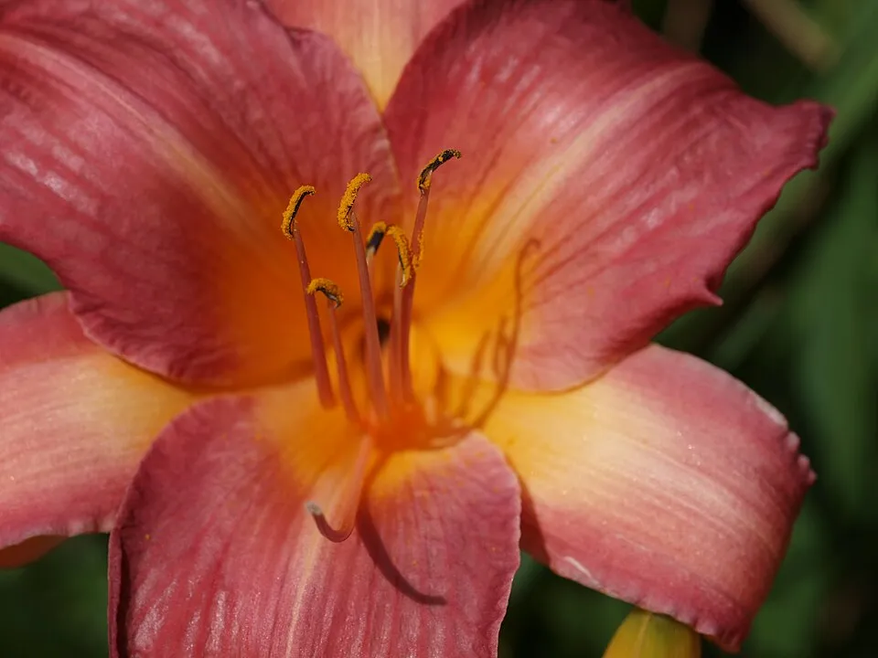 Sásliliom / Hemerocallis 'Cherry Cheeks'