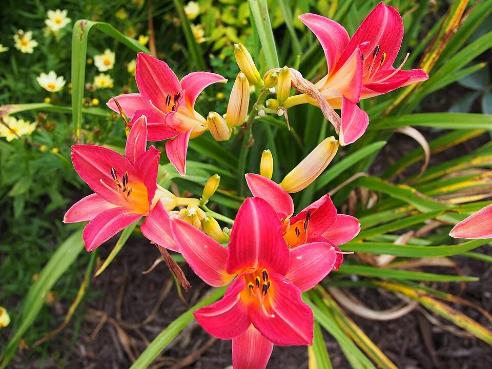 Sásliliom / Hemerocallis 'Cherry Cheeks'