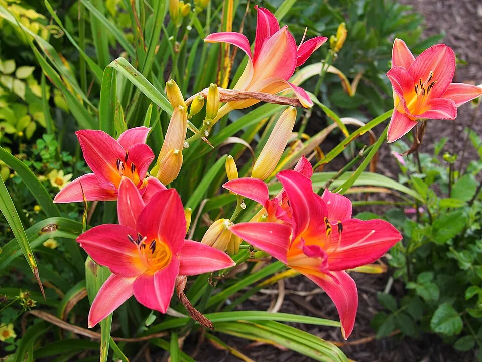 Sásliliom / Hemerocallis 'Cherry Cheeks'