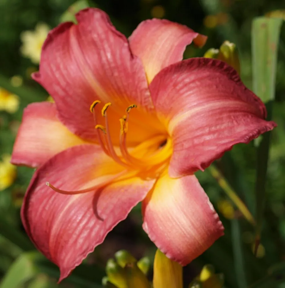 Sásliliom / Hemerocallis 'Cherry Cheeks'