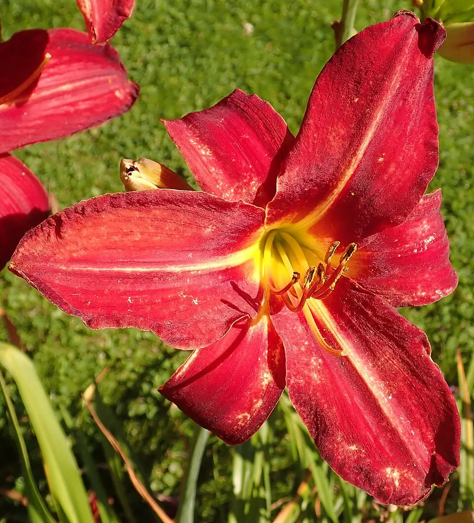 Sásliliom / Hemerocallis 'Chicago Cardinal'