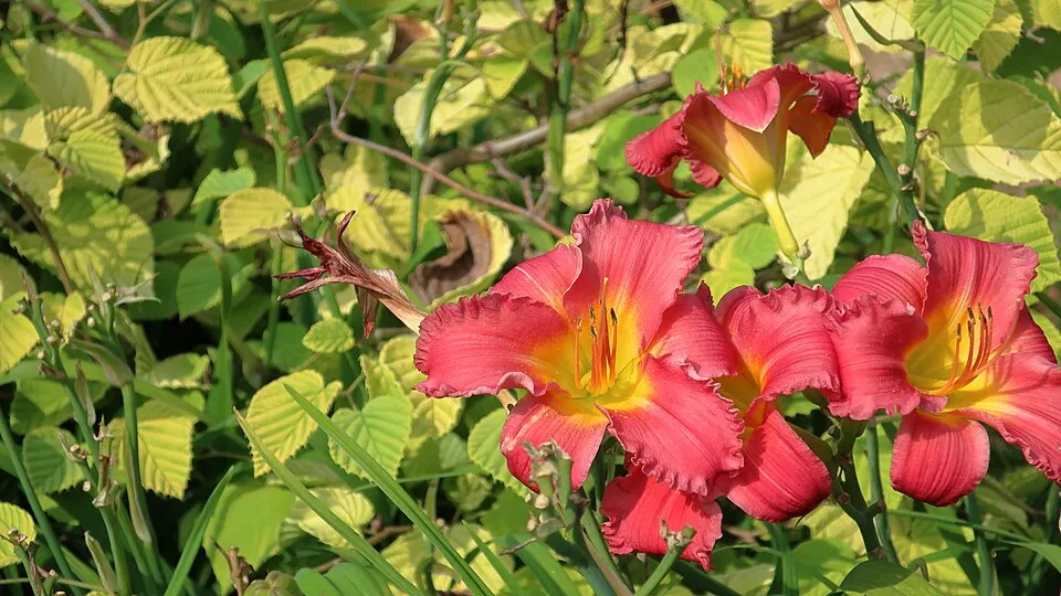 Sásliliom / Hemerocallis 'Chicago Cardinal'