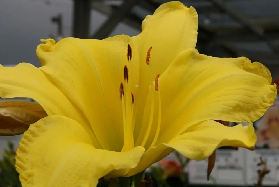 Sásliliom / Hemerocallis 'Chicago Picotee Memories'