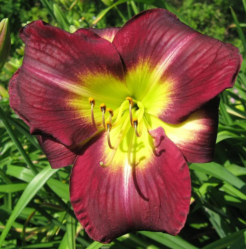 Sásliliom / Hemerocallis 'Chicago Royal Robe'