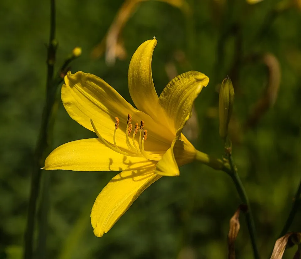 Sásliliom / Hemerocallis 'Chipper Cherry'