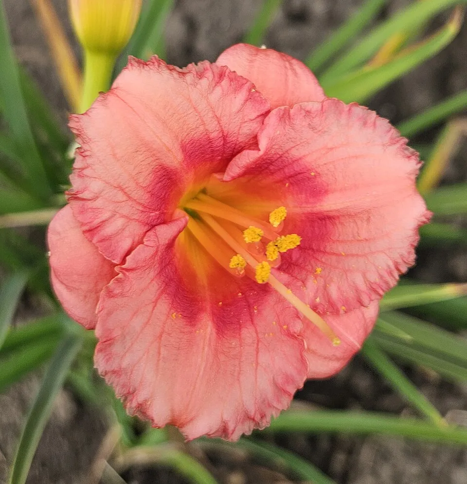 Sásliliom / Hemerocallis 'Cosmopolitan'
