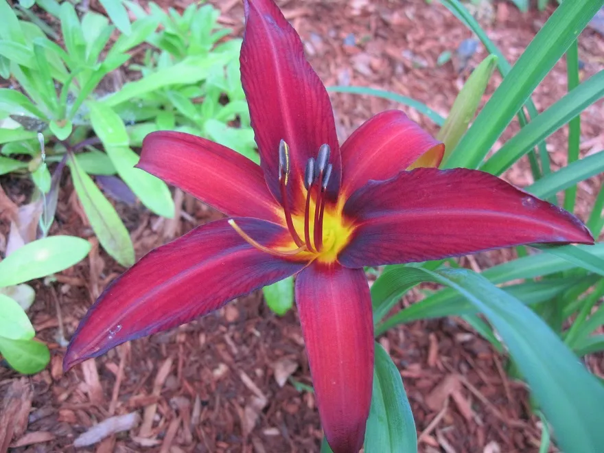 Sásliliom / Hemerocallis 'Crimson Pirate'