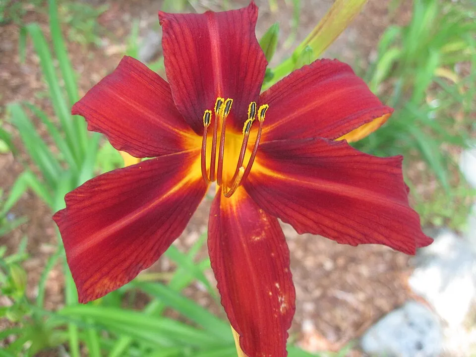Sásliliom / Hemerocallis 'Crimson Pirate'