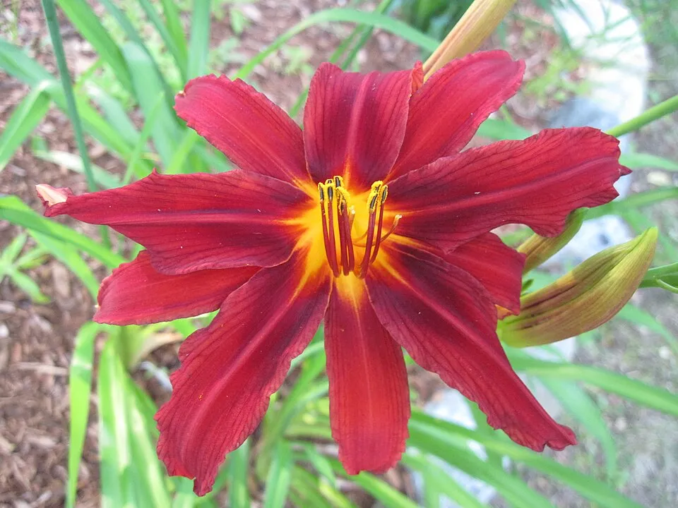 Sásliliom / Hemerocallis 'Crimson Pirate'