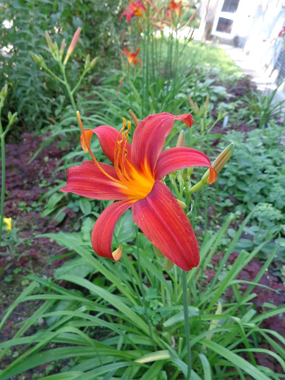 Sásliliom / Hemerocallis 'Crimson Pirate'