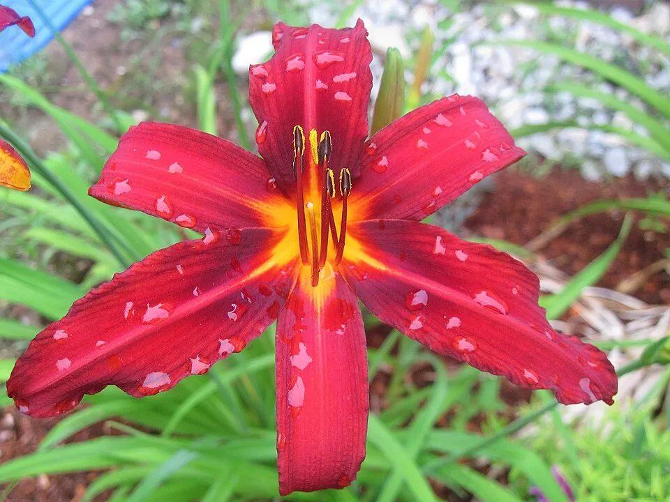 Sásliliom / Hemerocallis 'Crimson Pirate'