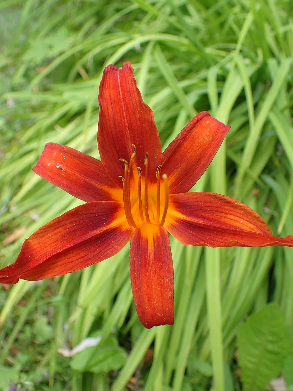 Sásliliom / Hemerocallis 'Crimson Pirate'
